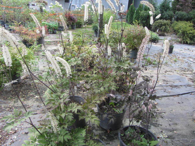BugBane
