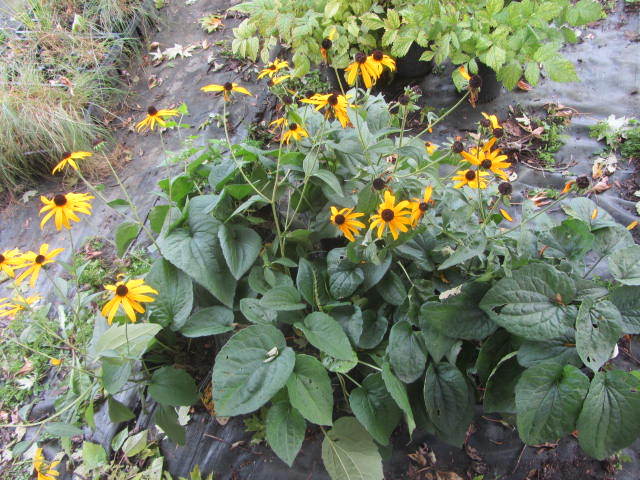 Black Eyed Susan