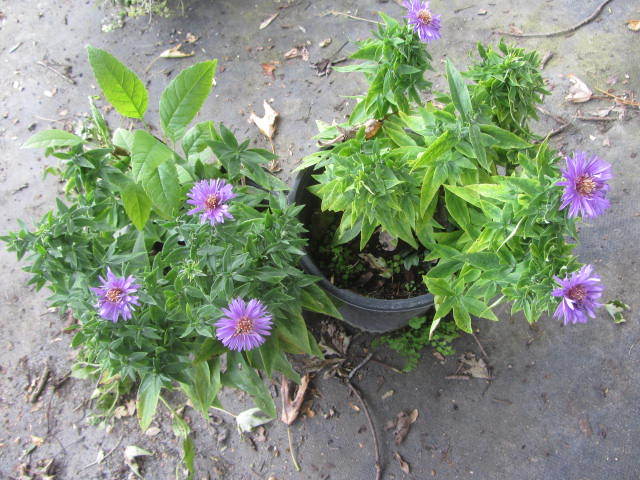 Woods Aster