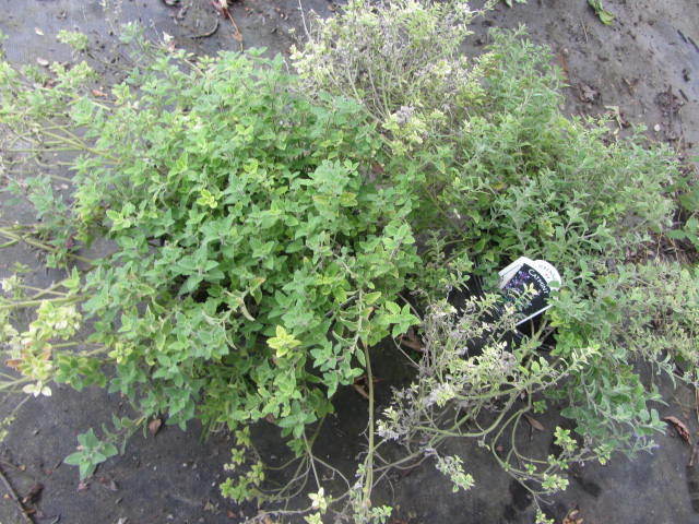 Catmint