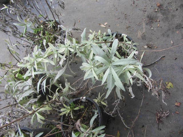 Artemisia