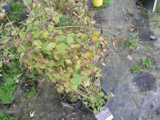 Meadow Rue
