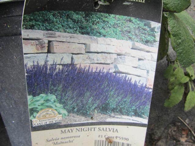 Salvia