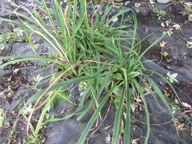 Day Lily