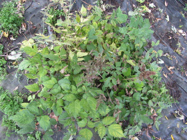 Astillbe