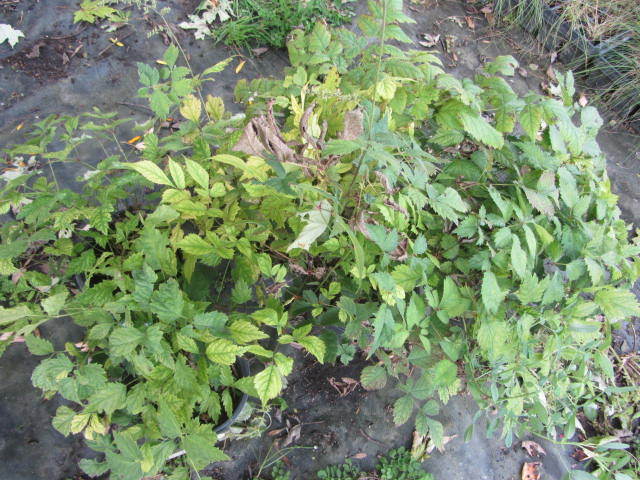 Astillbe