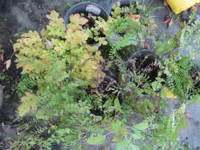 Foam Flower, Ferns