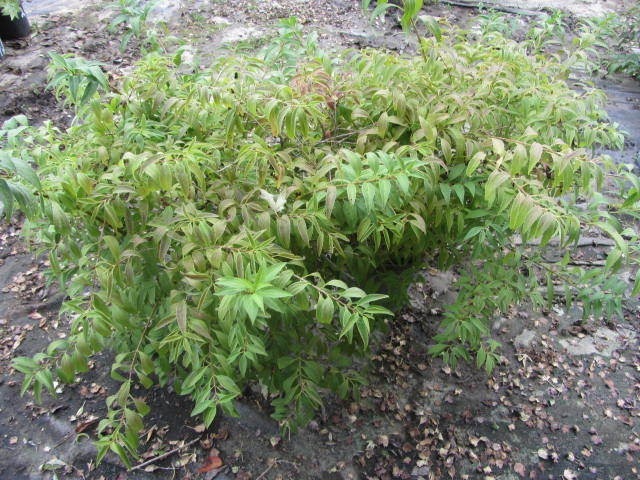 Forsythia