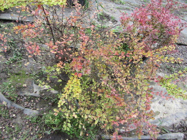 Barberry