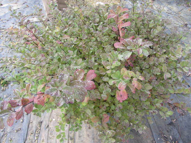 Spirea