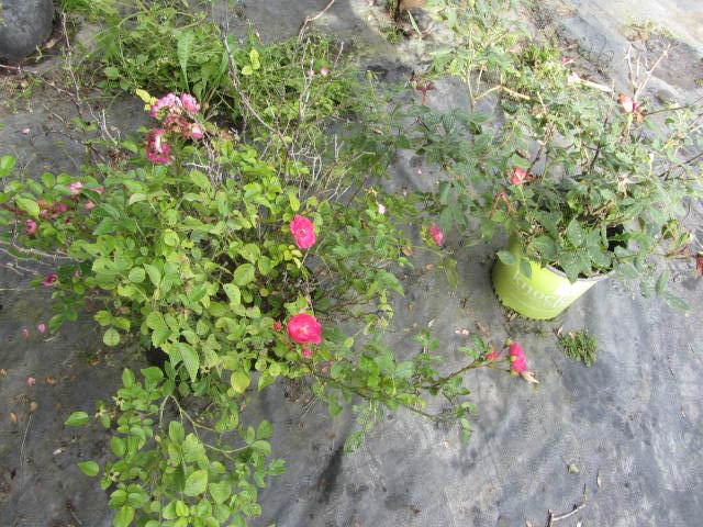Roses