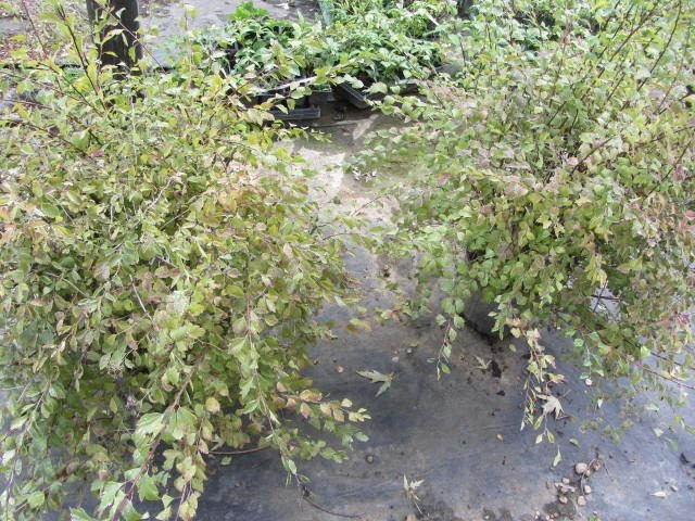 Spirea