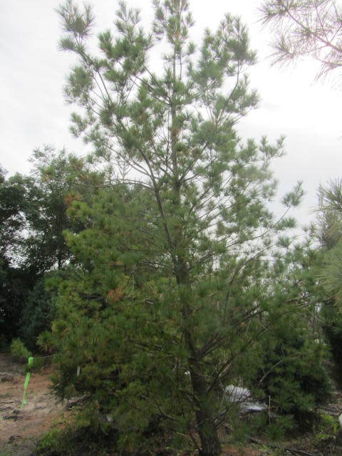 White Pine