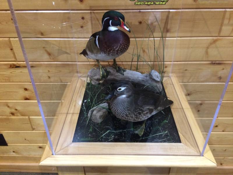 lot 1 image: Mounted Woodduck Pair