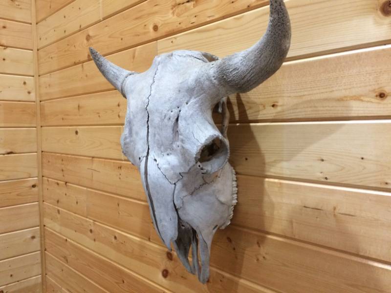 lot 10 image: Buffalo Skull