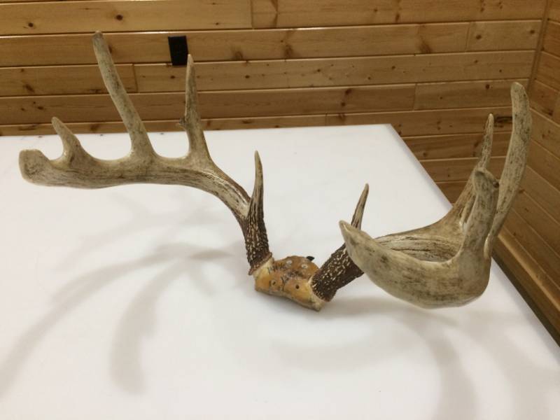 lot 11 image: Set of antlers