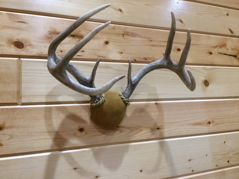lot 12 image: Antler mount