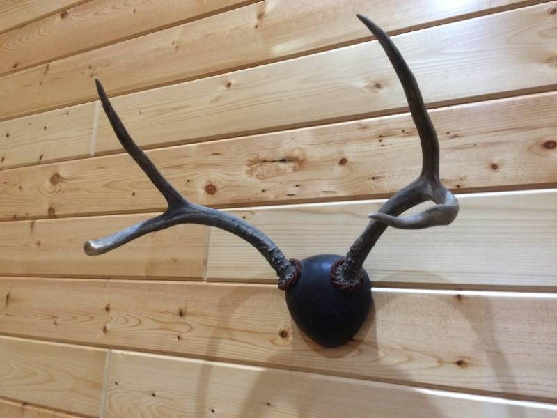 lot 13 image: Mule deer antler mount