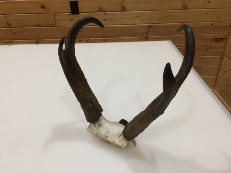 lot 14 image: Pronghorn Horns
