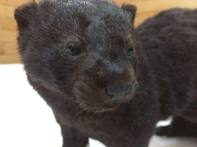 lot 27 image: Mounted Mink