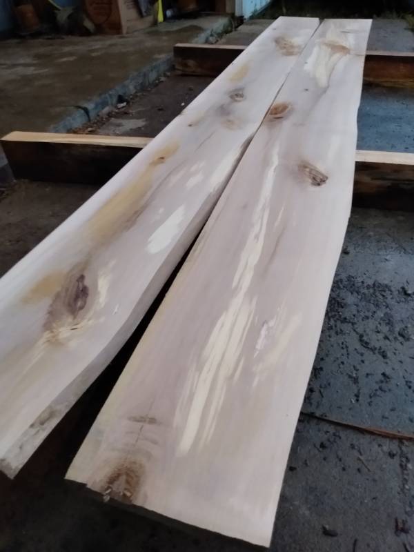 Lot of (2) Birch Bookmatched Boards