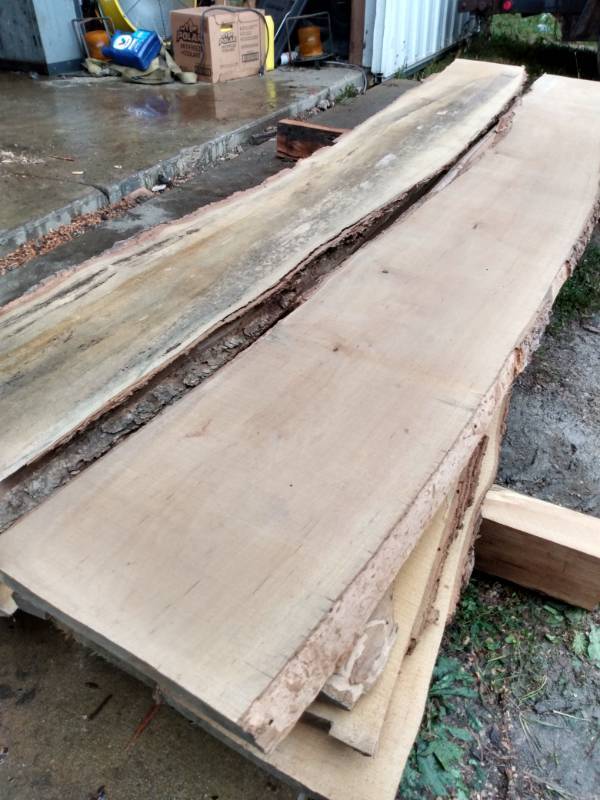 Lot of (10) Birch Live Edge Boards