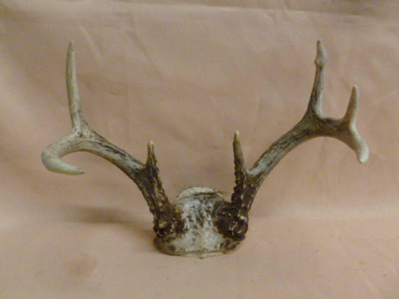 lot 132 image: Deer Antler Rack
