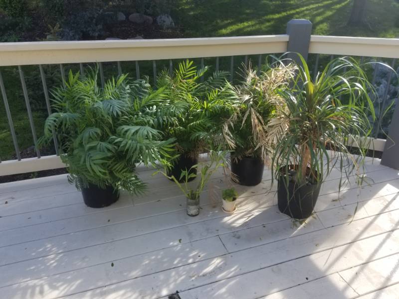Orchids and Hanging Plants