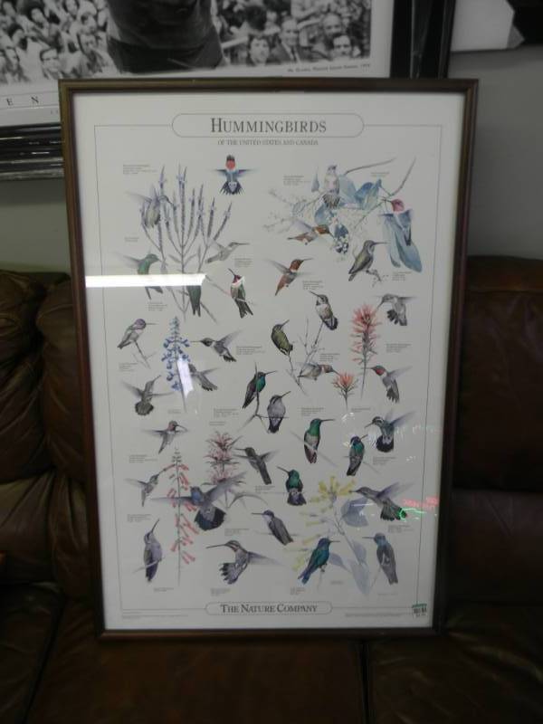 lot 25 image: Hummingbirds of the United States and Canada. Cool Piece approx 24x36 - SEE PICTURES