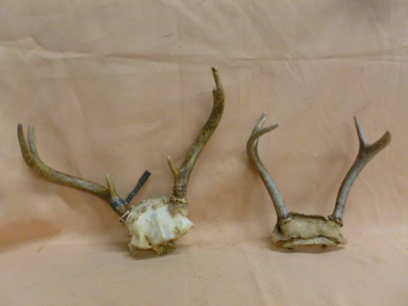 lot 96 image: Deer Antler Racks