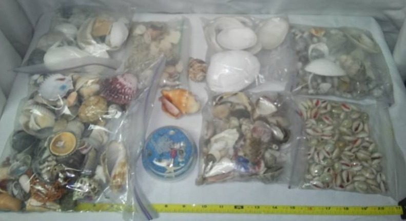 lot 365 image: Bags of ocean seashells