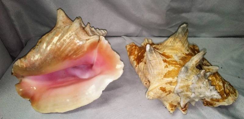 lot 389 image: 2 - 9 in large conch seashells.