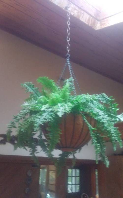 lot 42 image: 8-Items Of Greenery (Hanging Baskets & Arrangements In Kitchen)