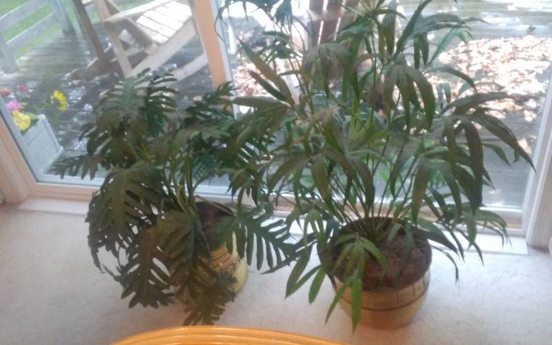 lot 63 image: 2-Brass Pot Greenery 12 Dia. X 36 & 14 Dia. X 48