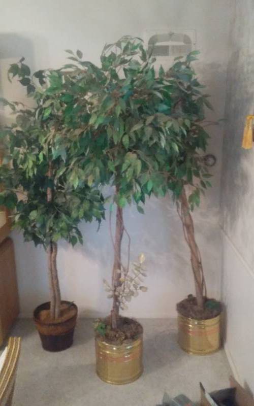 lot 64 image: 3-6Ft. Faux Fig Trees
