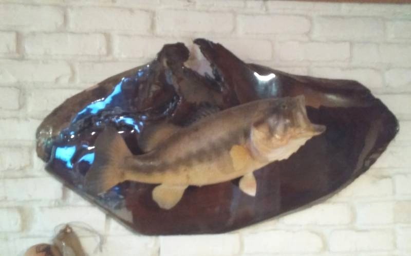 lot 140 image: Mounted Fish On A Tree Slab