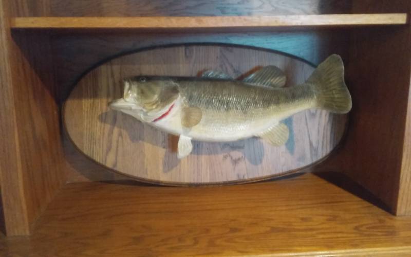lot 152 image: Mounted Fish 30-Inches