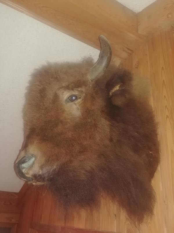 lot 31 image: Mounted Buffalo Head