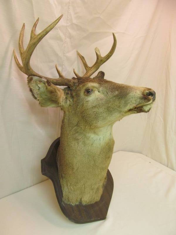 vintage deer mount