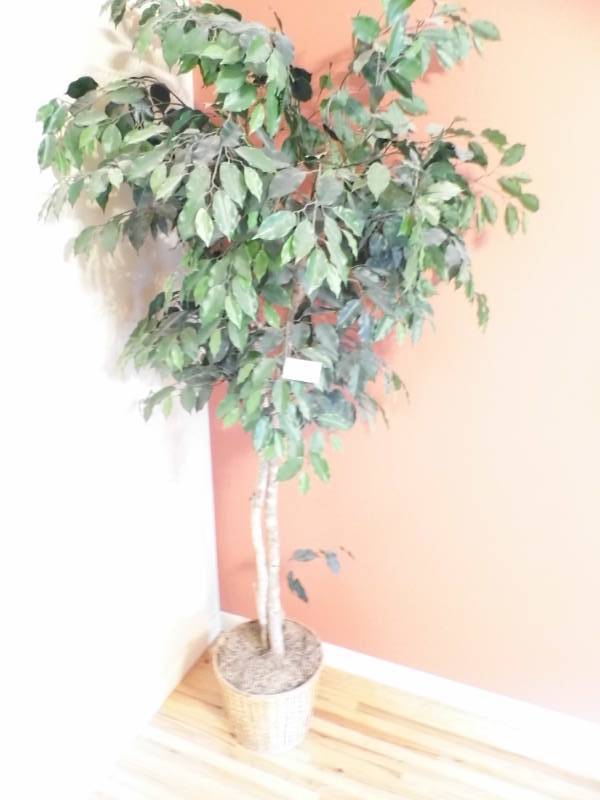 lot 54 image: Ficus Tree