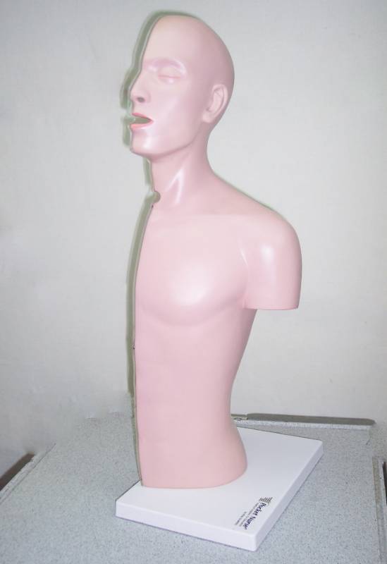 lot 21 image: Altay Pocket Nurse Human Anatomy 12 Body Model
