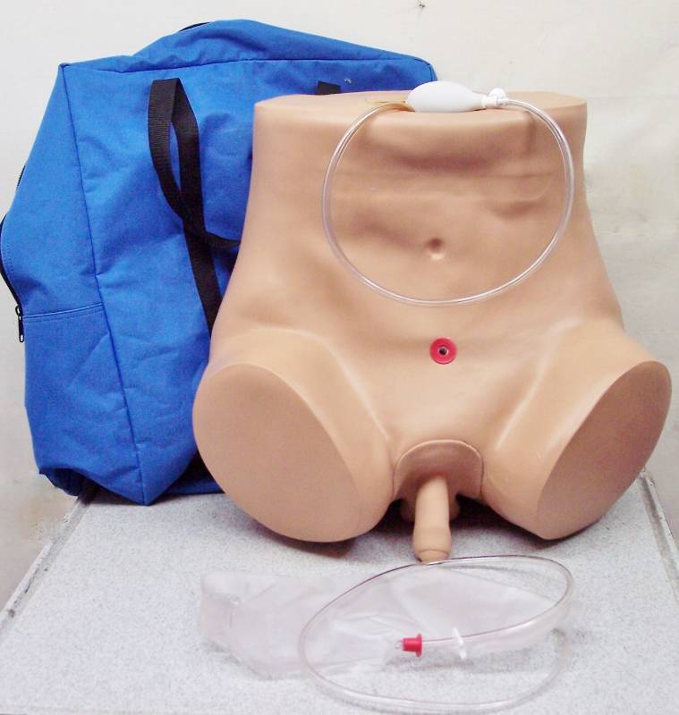 lot 24 image: Gaumard Advanced Patient Care Male Catheterization Skills Trainer