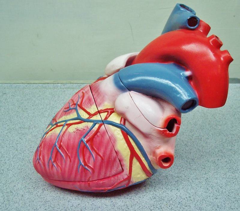 lot 27 image: 3 Part Organ The Heart