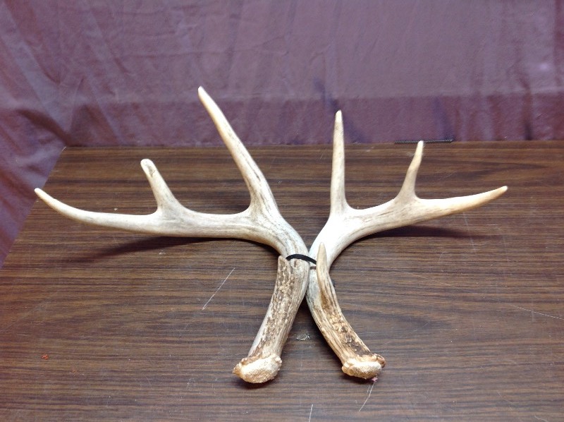 lot 210 image: Antlers