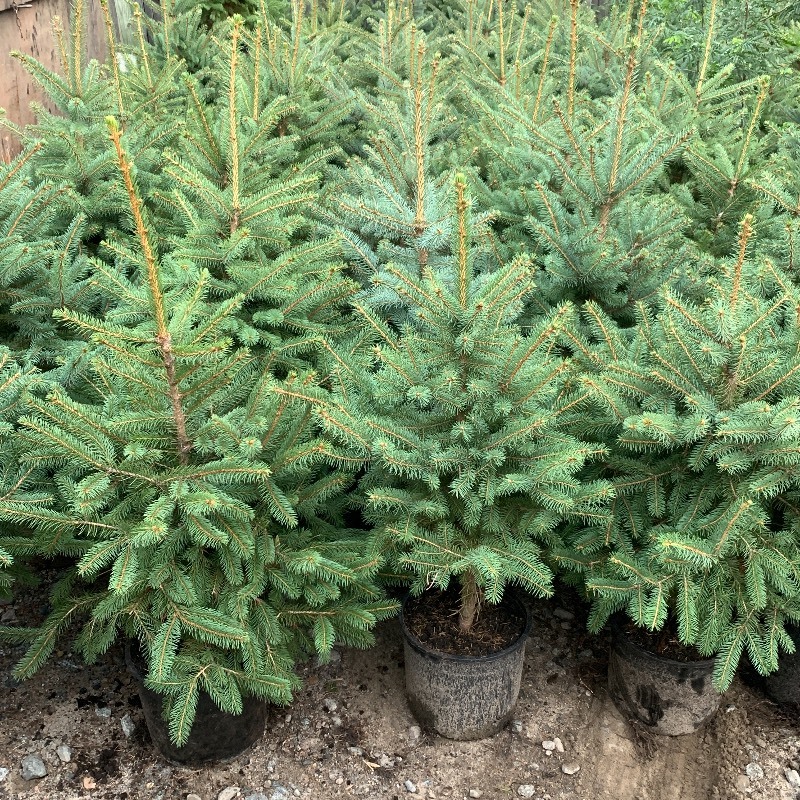 3ft-Plus Premium Colorado Spruce Tree