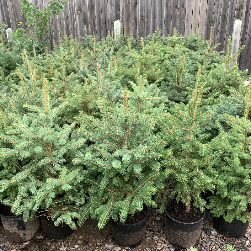 3ft Colorado Spruce Tree