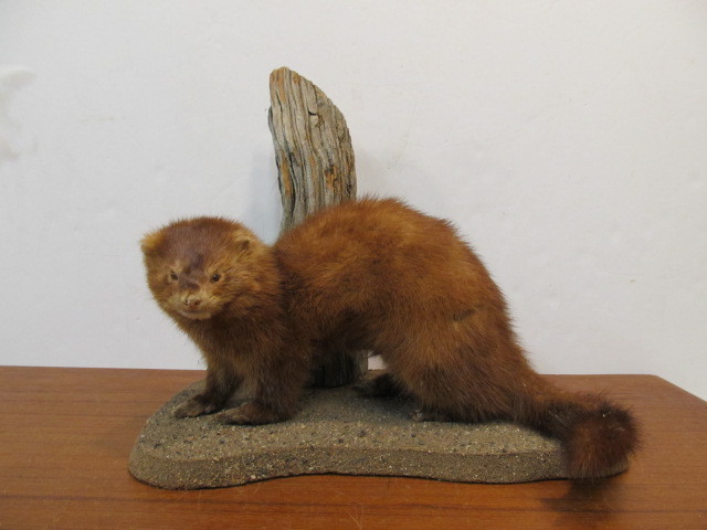 lot 152 image: Genuine Taxidermy Mink wScenery Setting