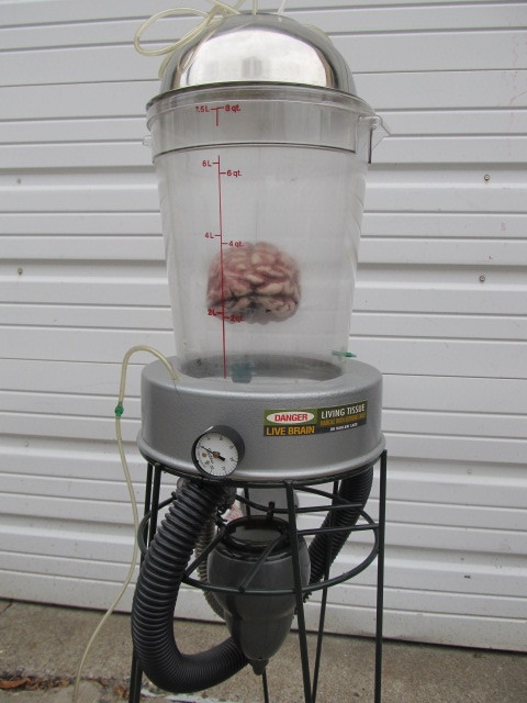 lot 268 image: DANGER Live Brain Halloween Display