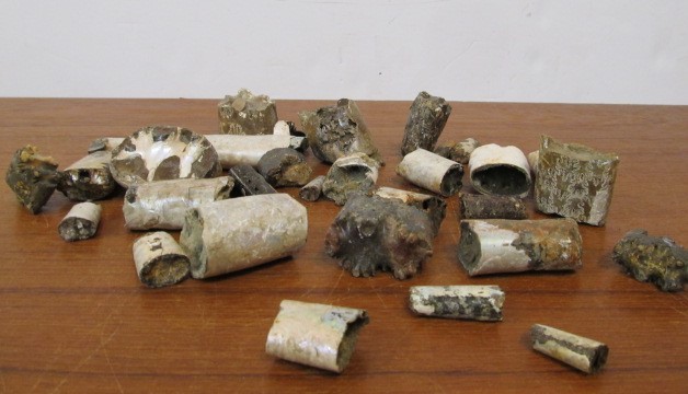 lot 247 image: Baculites - Cephalopod Squid & Octopus Fossils