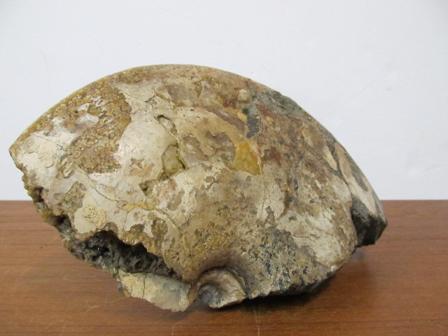lot 248 image: Large Genuine Prehistoric Ammonite Snail Fossil